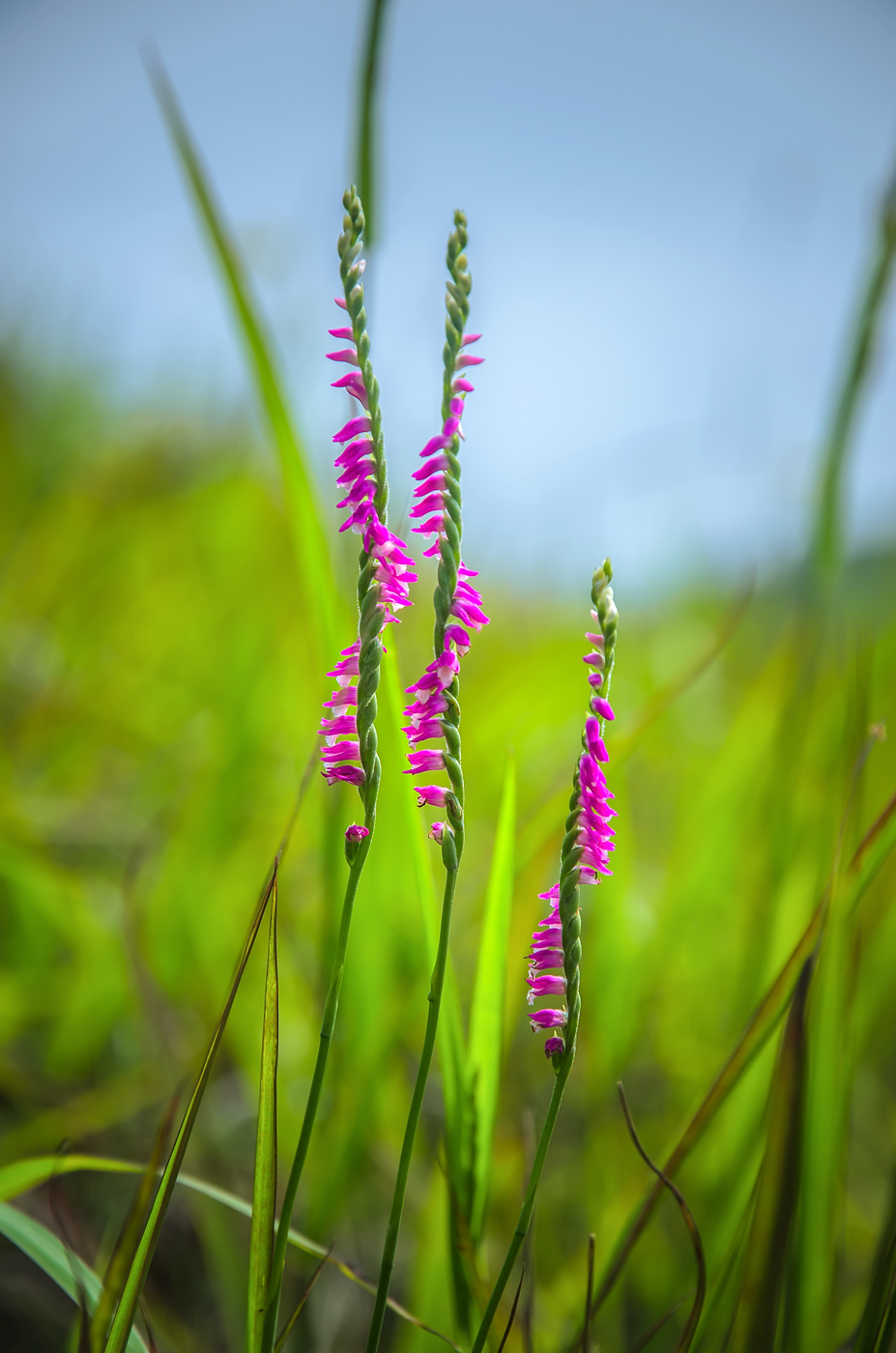 Image of Spiranthes australis specimen.