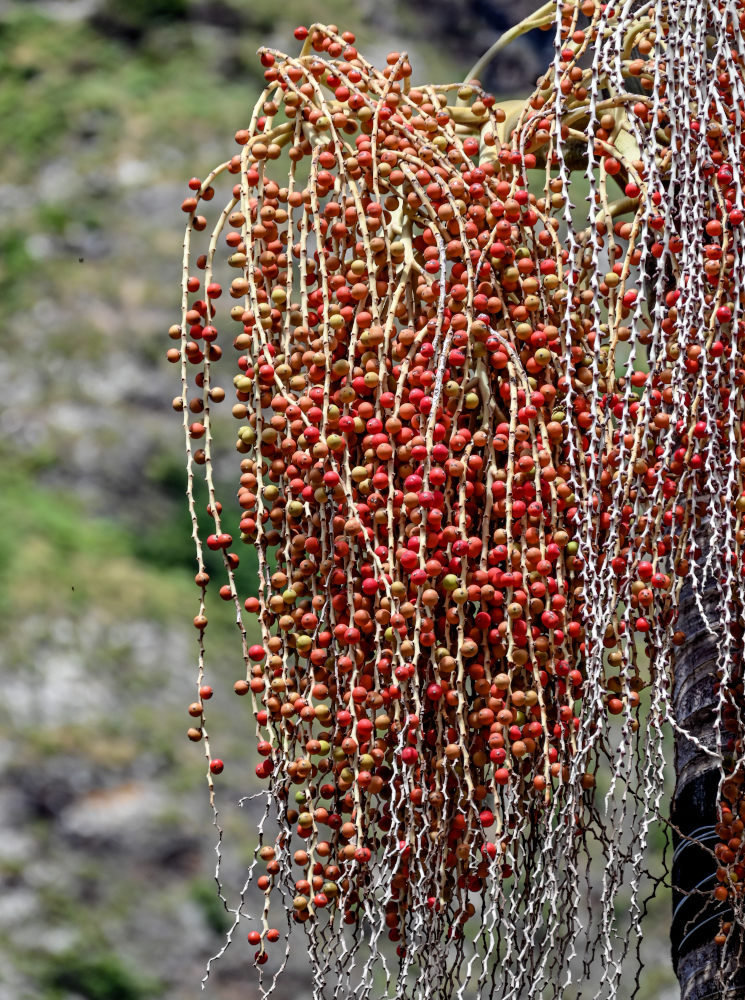 Image of Archontophoenix alexandrae specimen.