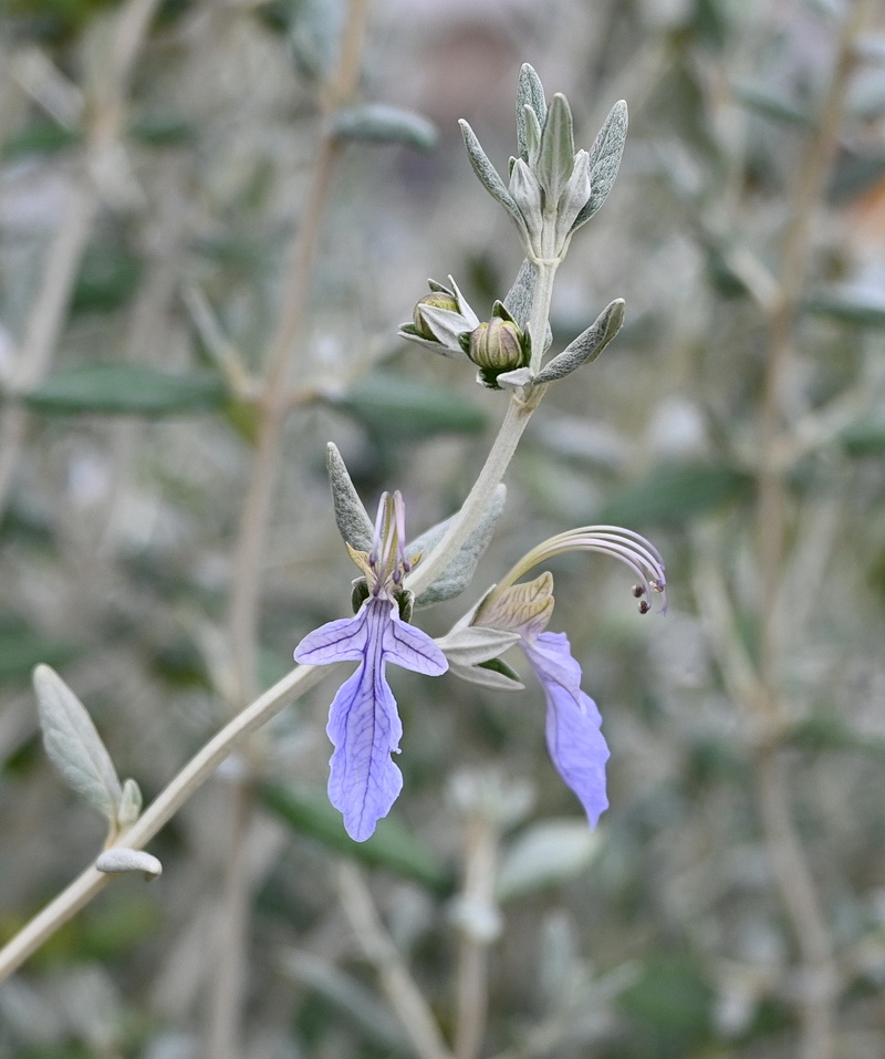 Изображение особи Teucrium fruticans.