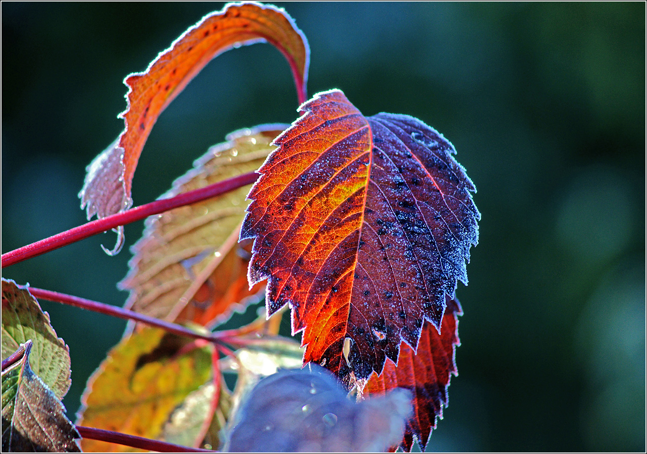 Image of Parthenocissus quinquefolia specimen.