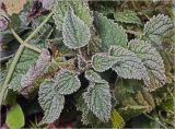 Urtica dioica. Верхушки побегов с листьями в утренем инее. Московская обл., Раменский р-н, окр. дер. Хрипань, садовый участок. 30.09.2010.