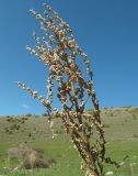 Verbascum songaricum. Верхняя часть плодоносящего растения. Казахстан, Туркестанская обл., Толебийский р-н, Зап. Тянь-Шань, Сайрам-Угамский нац. парк; выс. ок. 1750 м н.у.м., дол. р. Акмойнак, левый приток, правый берег, первая терраса с травянистой растительностью. 25.04.2026.