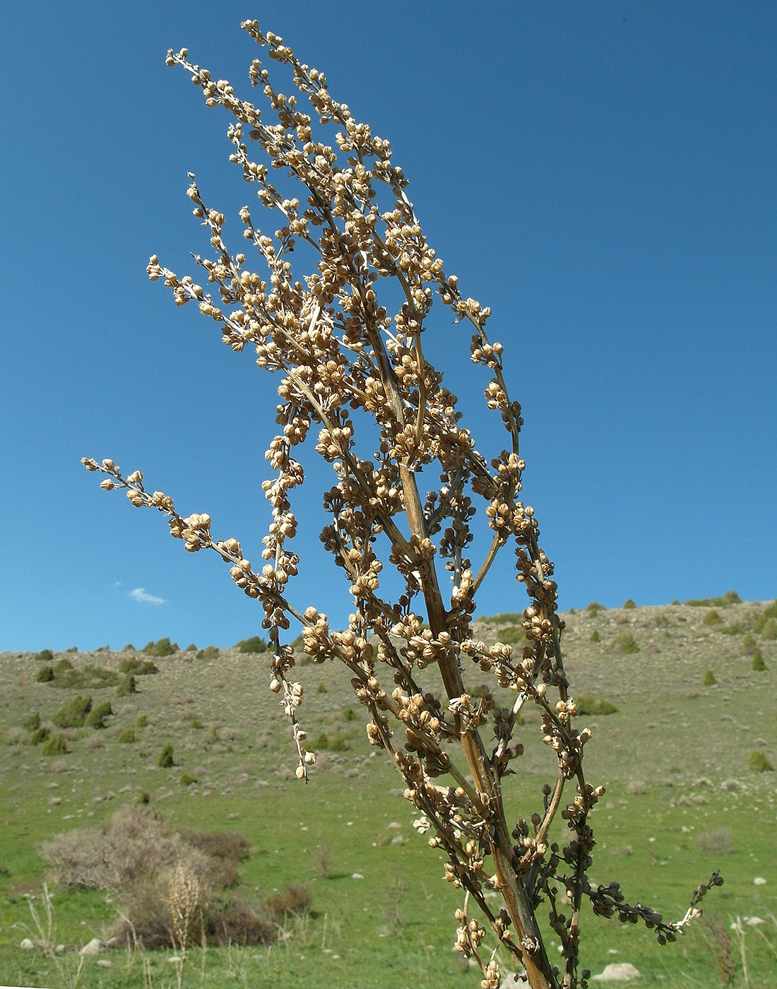 Image of Verbascum songaricum specimen.