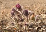 Pulsatilla × kissii. Расцветающие растения. Приморский край, Уссурийский гор. округ, окр. с. Монакино, обочина грунтовой дороги в широколиственном лесу. 18.04.2026.