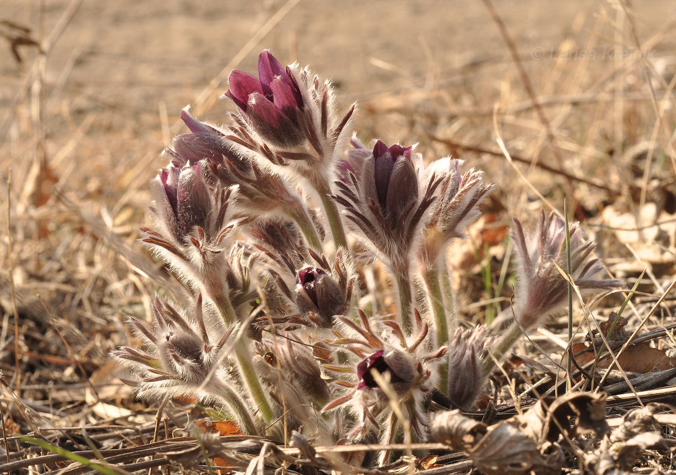 Изображение особи Pulsatilla × kissii.