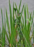 Iris pseudacorus. Верхушка плодоносящего растения. Китай, пров. Аньхой, дер. Хунцунь, берег реки, у воды. 28.05.2025.