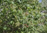 Lonicera xylosteum. Часть кроны плодоносящего растения. Испания, Каталония, пров. Барселона, комарка Осона, муниципалитет Виланова-де-Сау, водохранилище Сау, залесённый склон сев. экспозиции, обочина дороги. 31.05.2026.