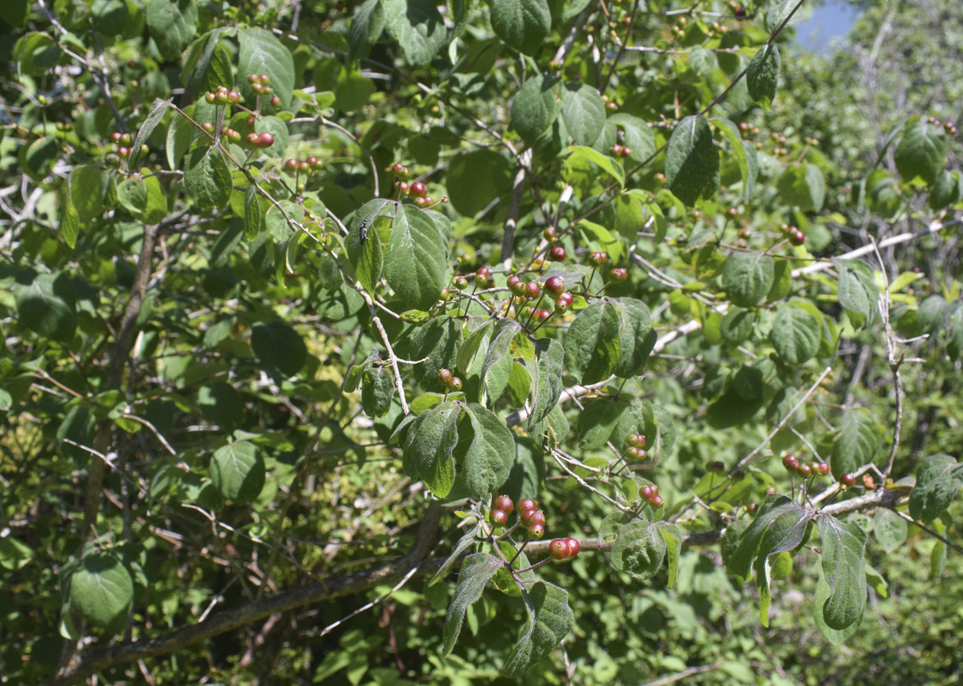Image of Lonicera xylosteum specimen.