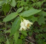 Weigela middendorffiana