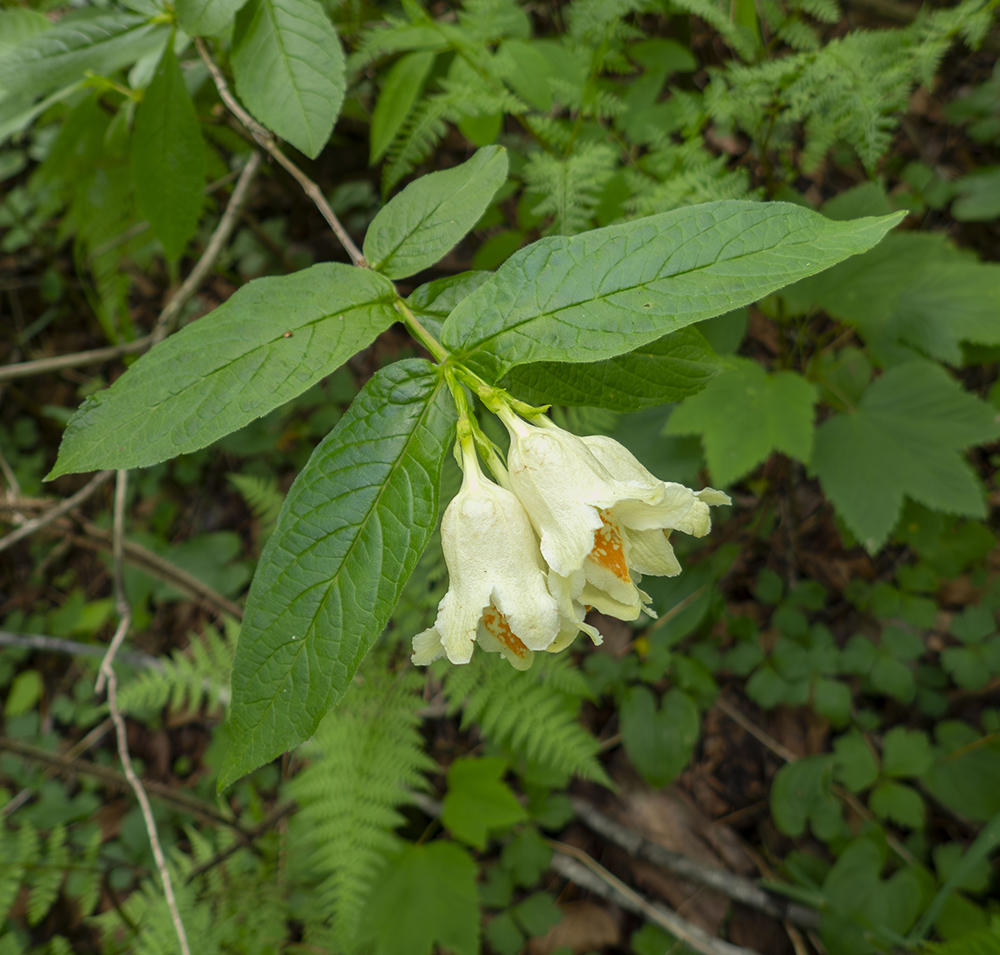 Изображение особи Weigela middendorffiana.