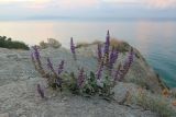 genus Salvia