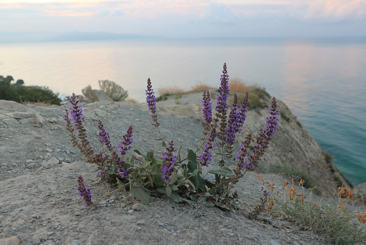 Image of Salvia tesquicola specimen.