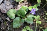 Viola isopetala. Цветущее растение. Кыргызстан, Джалал-Абадская обл., Сузакский р-н, окр. с. Кара-Алма, ок. 1500 м н.у.м., Орехово-плодовый лес по берегу притока р. Кара-Алма. 12.07.2026.