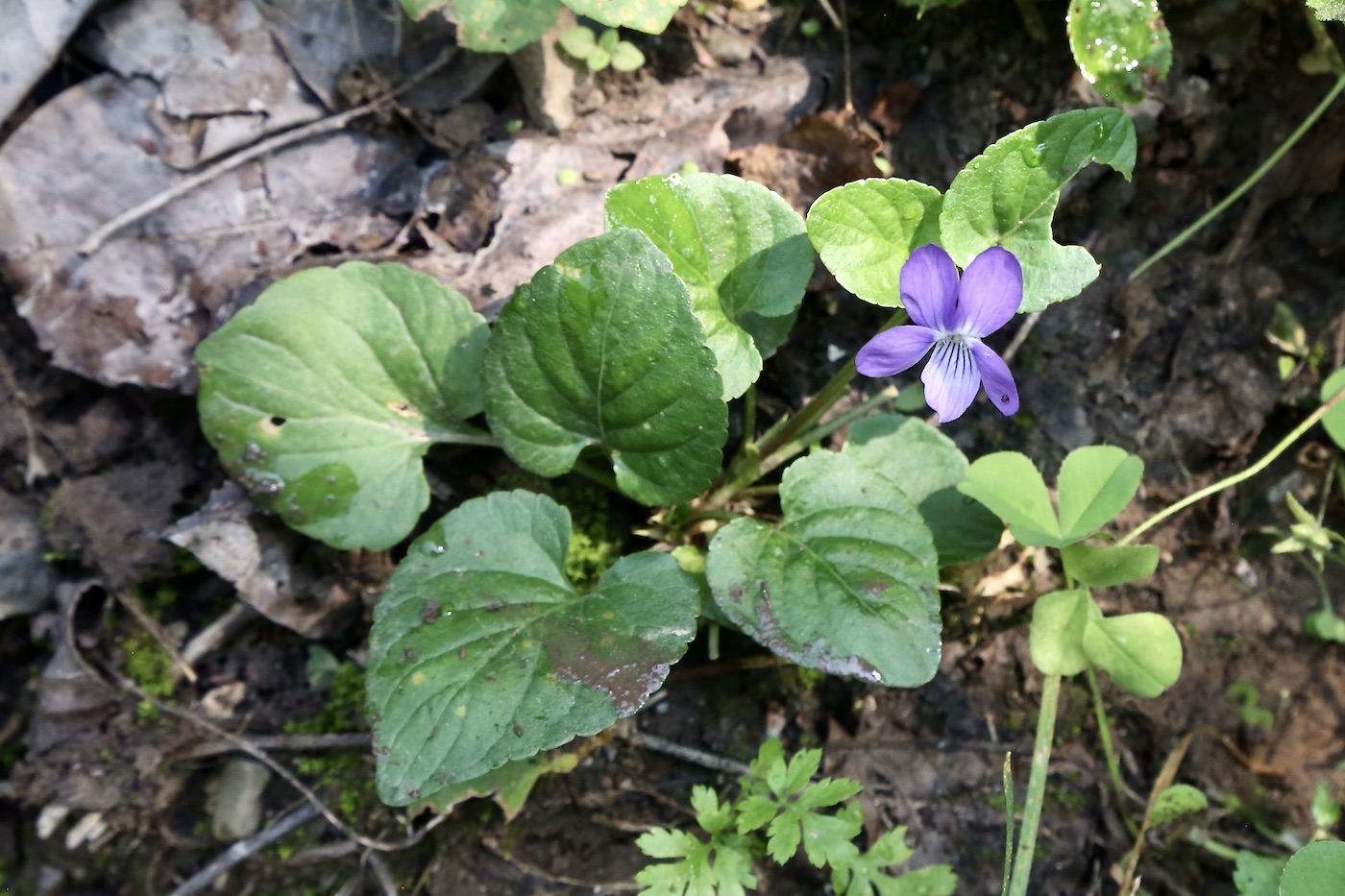 Изображение особи Viola isopetala.