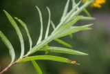 Inula ensifolia. Листья (абаксиальная сторона). Карачаево-Черкесская Республика, Урупский р-н, ок. 4 км к востоку от станицы Андрюки, луговой склон. 26.07.2026.