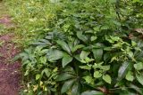 род Helleborus