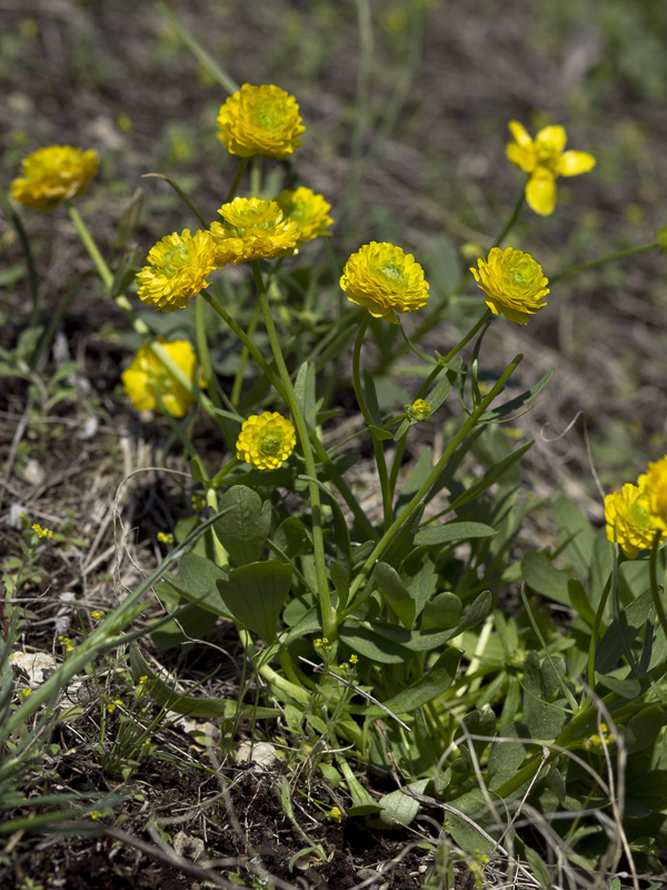 Изображение особи Ranunculus polyrhizos.