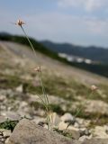 Allium psebaicum. Цветущие растения. Краснодарский край, м/о г. Новороссийск, Маркотхский хр., Андреевский пер., петрофитная степь. 8 августа 2026 г.