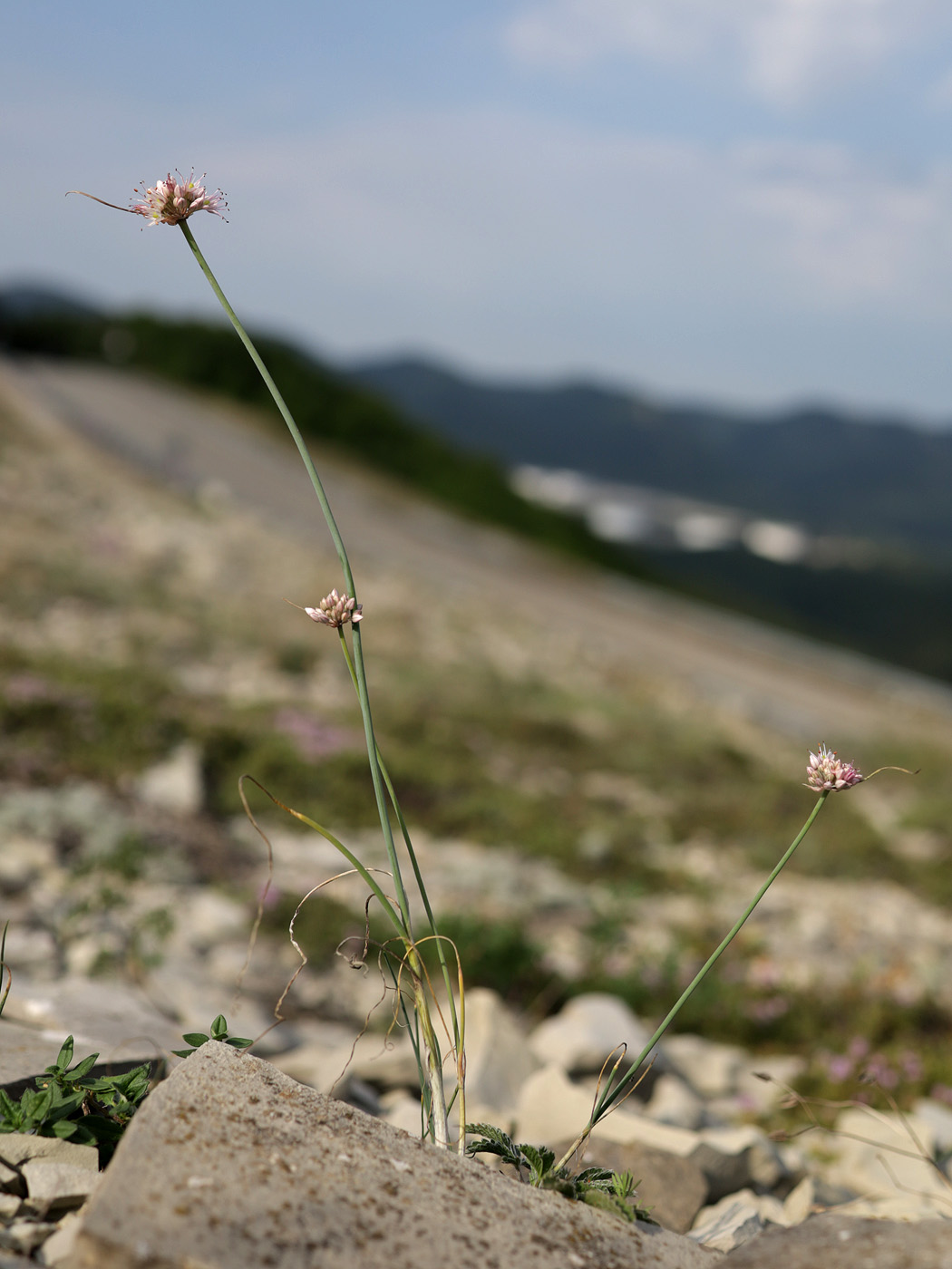 Image of Allium psebaicum specimen.