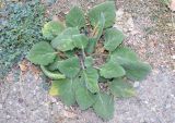Salvia sclarea