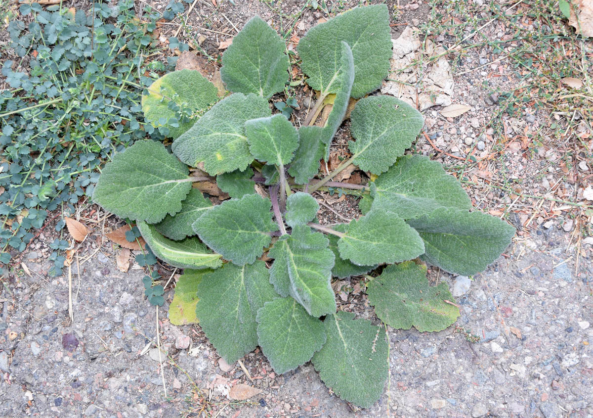 Image of Salvia sclarea specimen.