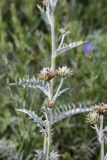 genus Cousinia. Часть побега с бутонизирующими соцветиями. Кыргызстан, Нарынская обл., Ак-Талинский р-н, 17 км к юго-западу от с. Кош-Дёбё, зап. отроги хр. Джамант-Тоо, выс. ~2500 м н.у.м., разнотравный горный луг. 07.07.2026.