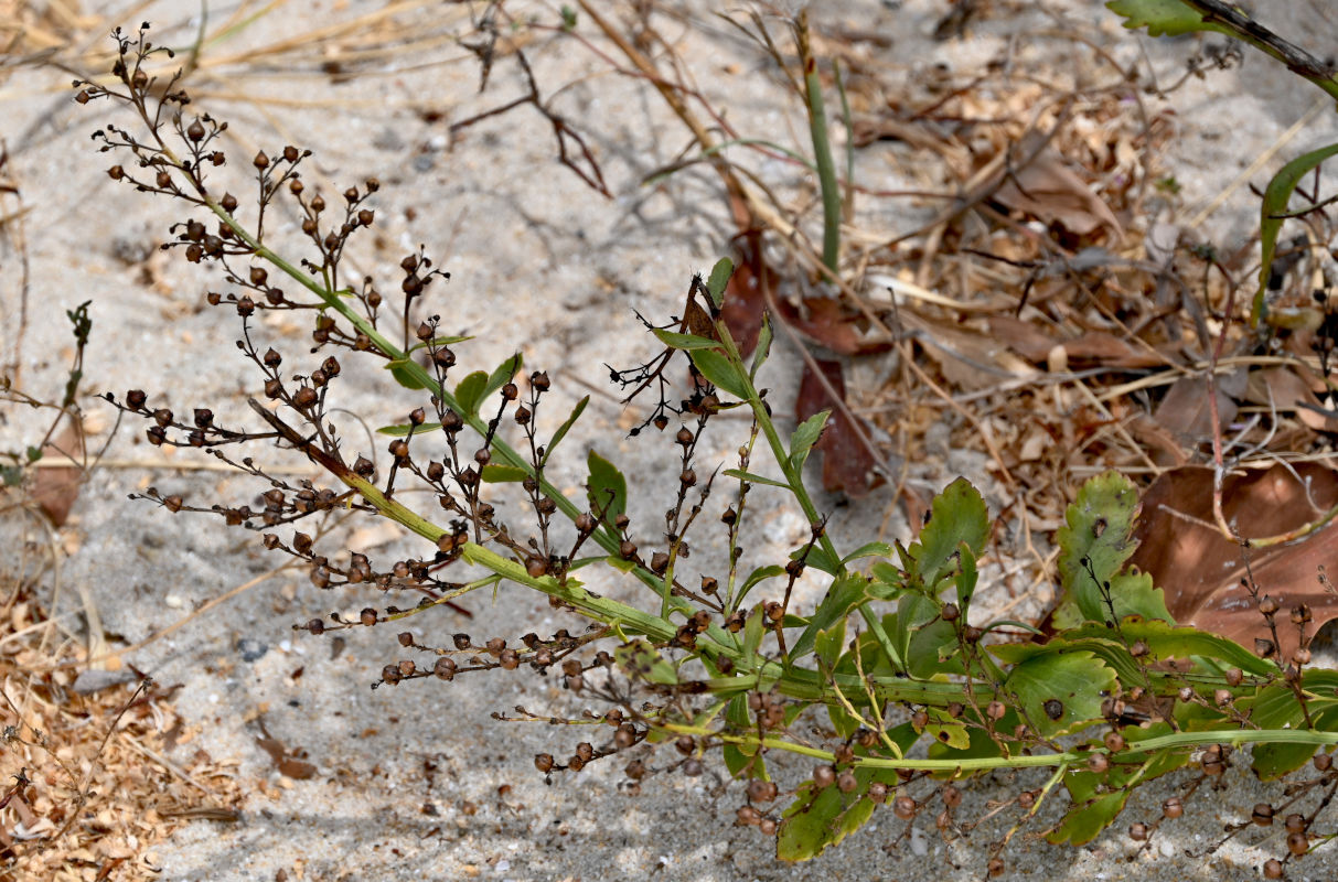 Изображение особи Scrophularia frutescens.