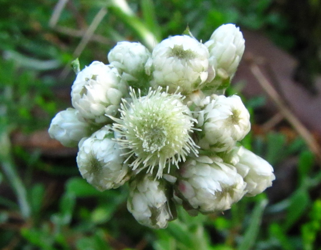 Изображение особи Antennaria dioica.