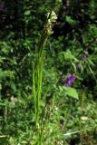 Arabis sagittata