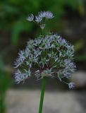 Allium grande