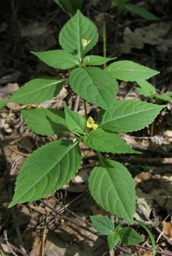 Image of Impatiens parviflora specimen.