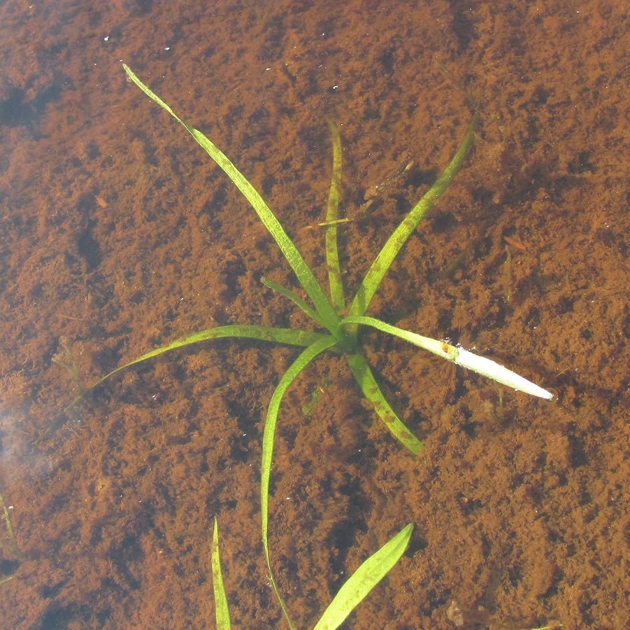 Image of Alisma plantago-aquatica specimen.