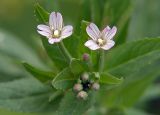 Epilobium adenocaulon. Верхушка побега с цветками. Московская обл., Раменский р-н, окр. дер. Хрипань, луг. 28.06.2005.