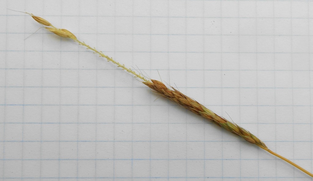 Image of Alopecurus myosuroides specimen.