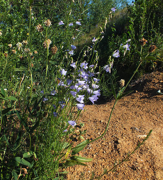 Image of Campanula rotundifolia specimen.