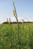 Verbascum spectabile