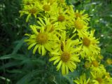 Senecio tataricus