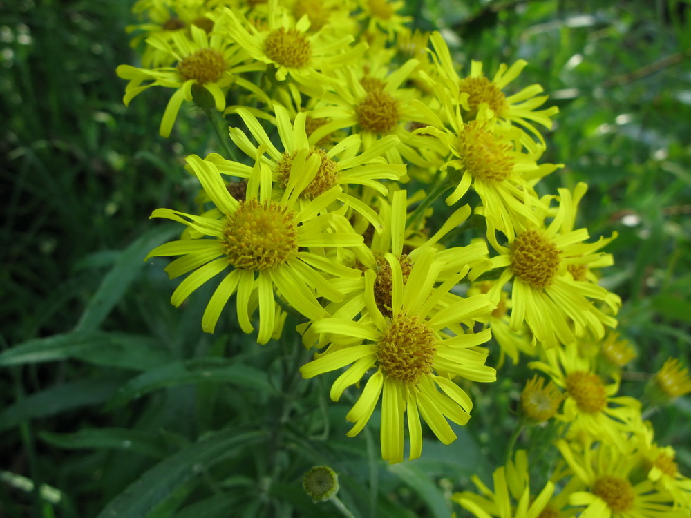 Image of Senecio tataricus specimen.