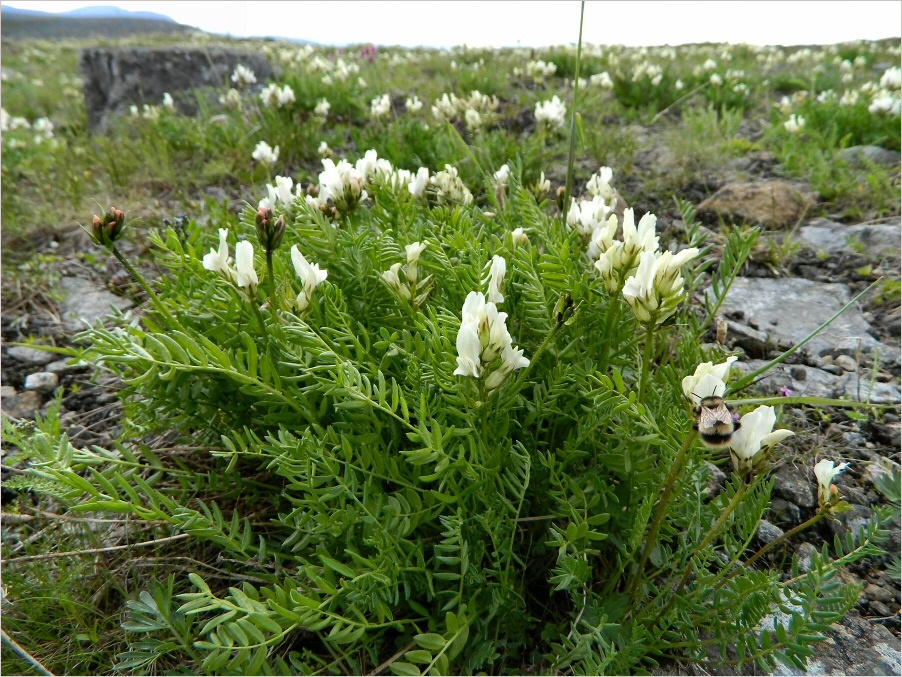 Изображение особи Oxytropis sordida.