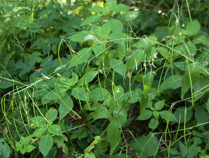 Image of Arabis pendula specimen.