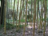 Phyllostachys pubescens. Стволы погибших растений. Абхазия. г. Сухум, ботанический сад. 24 июля 2008 г.