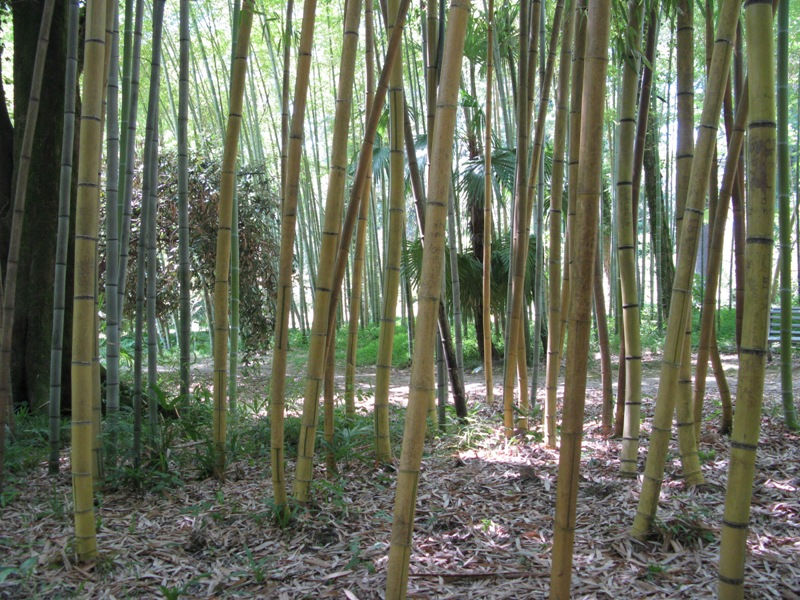 Изображение особи Phyllostachys pubescens.