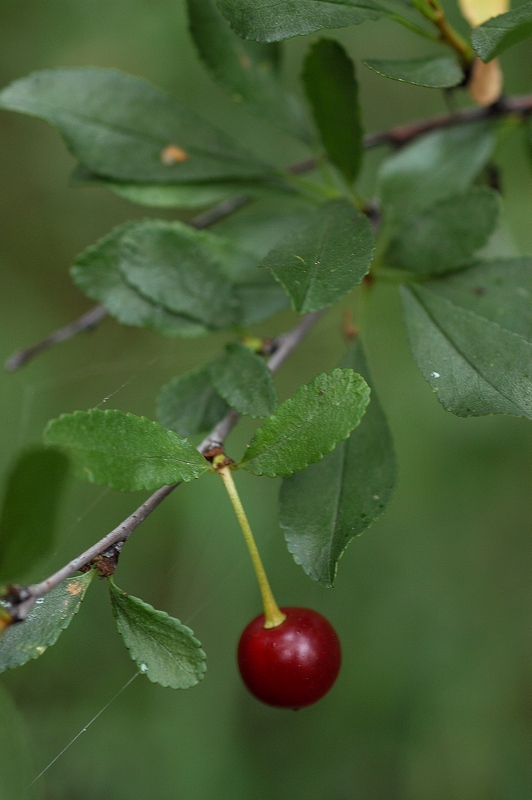 Изображение особи Cerasus fruticosa.