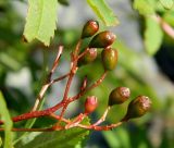 Sorbus subspecies glabrata