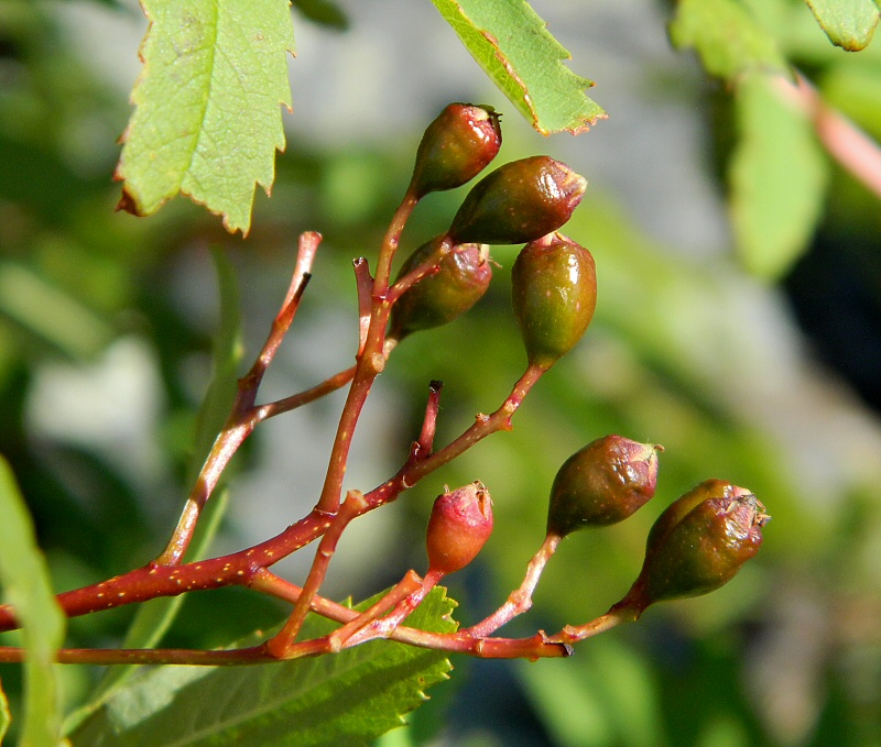 Image of Sorbus aucuparia ssp. glabrata specimen.