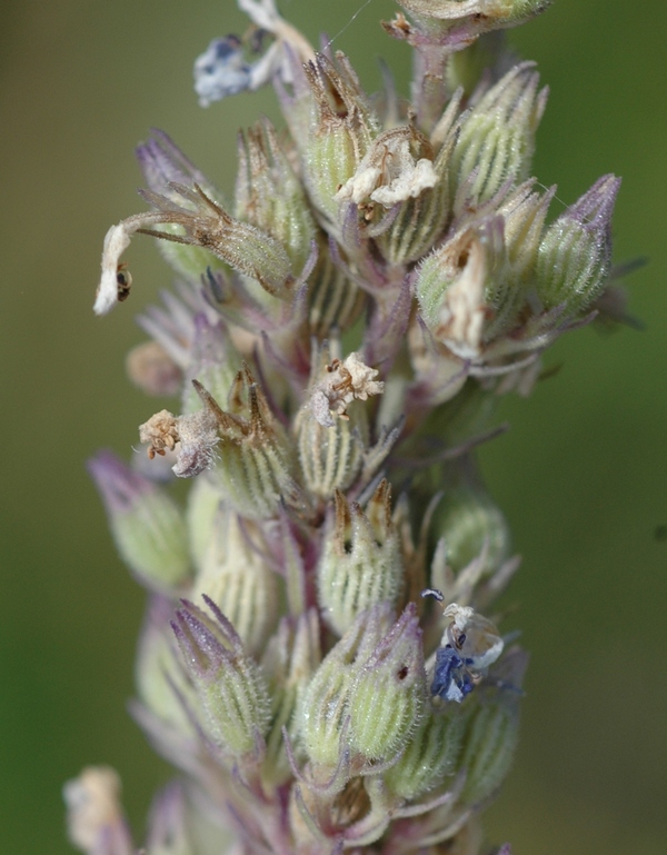 Image of Nepeta nuda specimen.