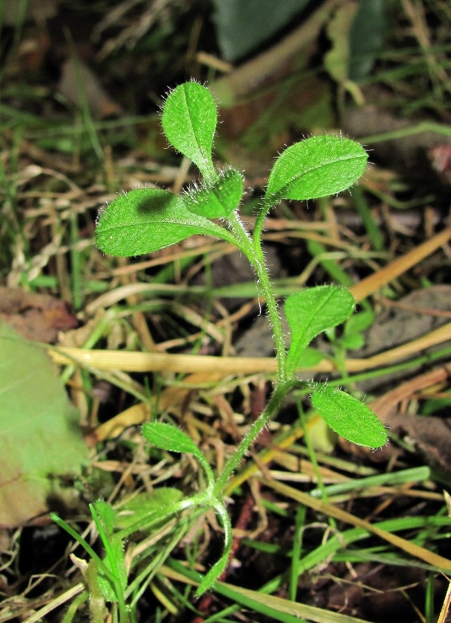 Image of Cerastium holosteoides specimen.