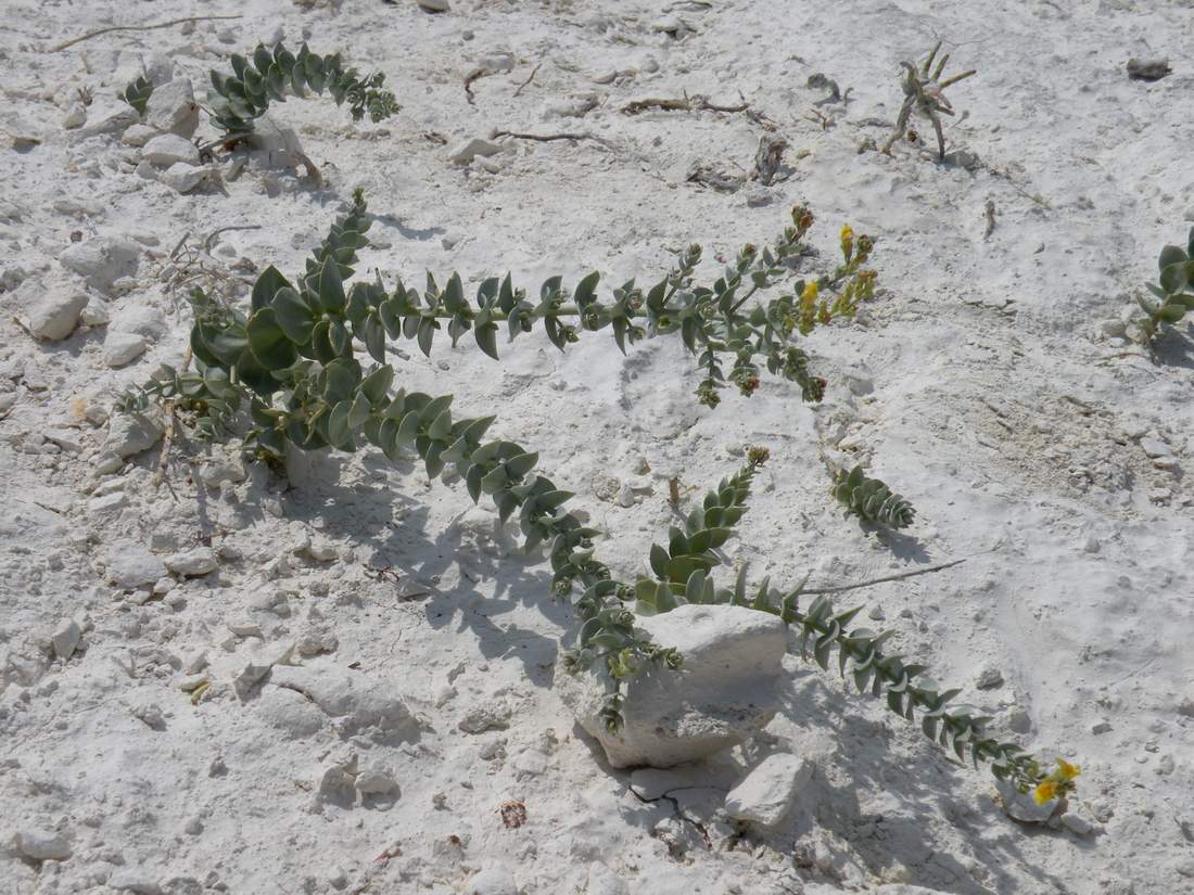 Изображение особи Linaria cretacea.