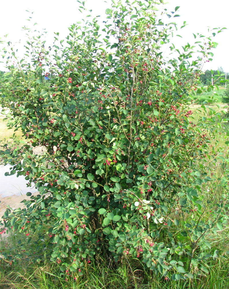 Image of genus Amelanchier specimen.