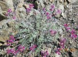 Oxytropis floribunda